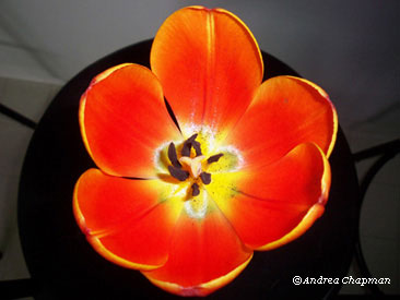 bright tulip
